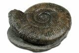 Jurassic Ammonite (Dactylioceras) Fossil - England #351142-1